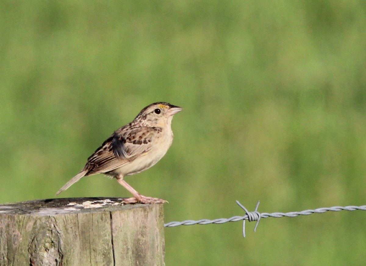 Grasshopper Sparrow - ML622124944
