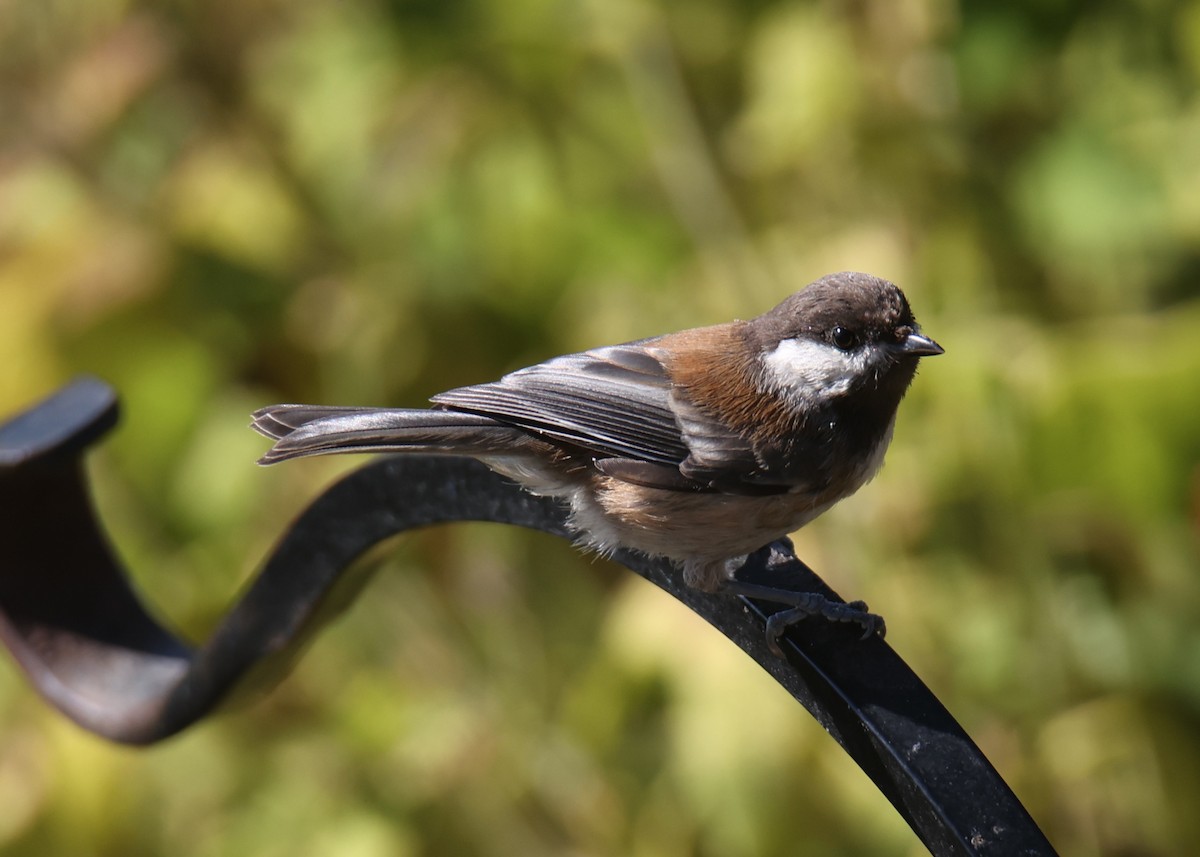 Chestnut-backed Chickadee - ML622124945