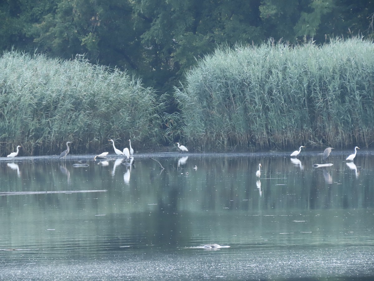 Great Egret - ML622124946