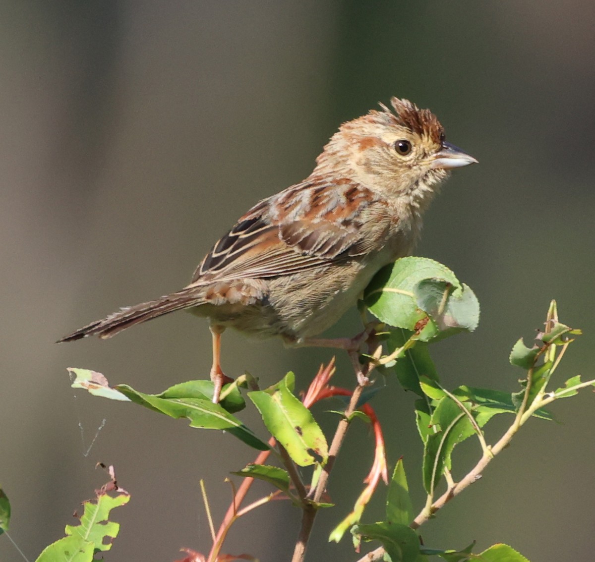 Bachman's Sparrow - ML622124948