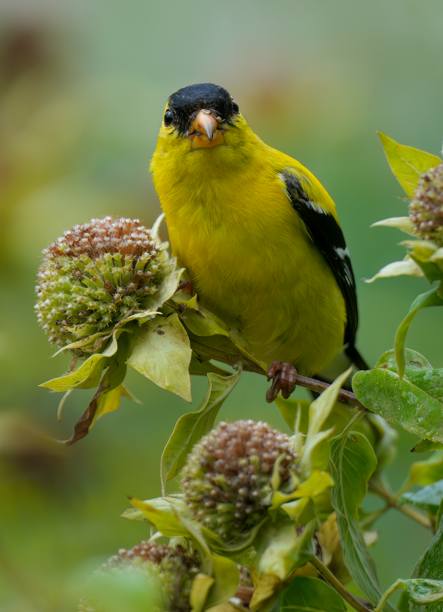 American Goldfinch - ML622124949