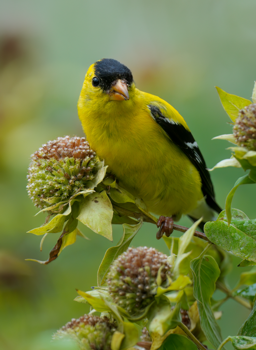 American Goldfinch - ML622124950