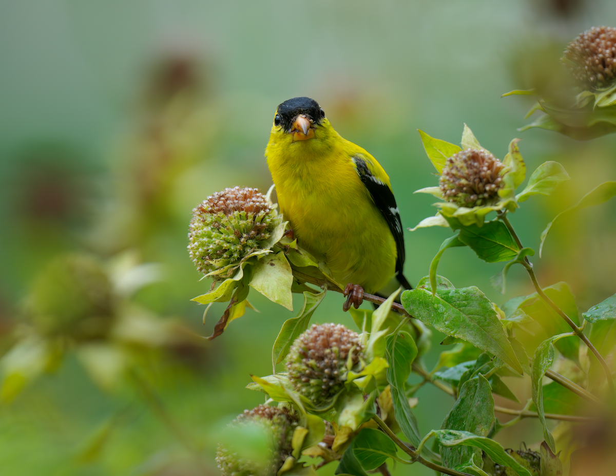 American Goldfinch - ML622124951