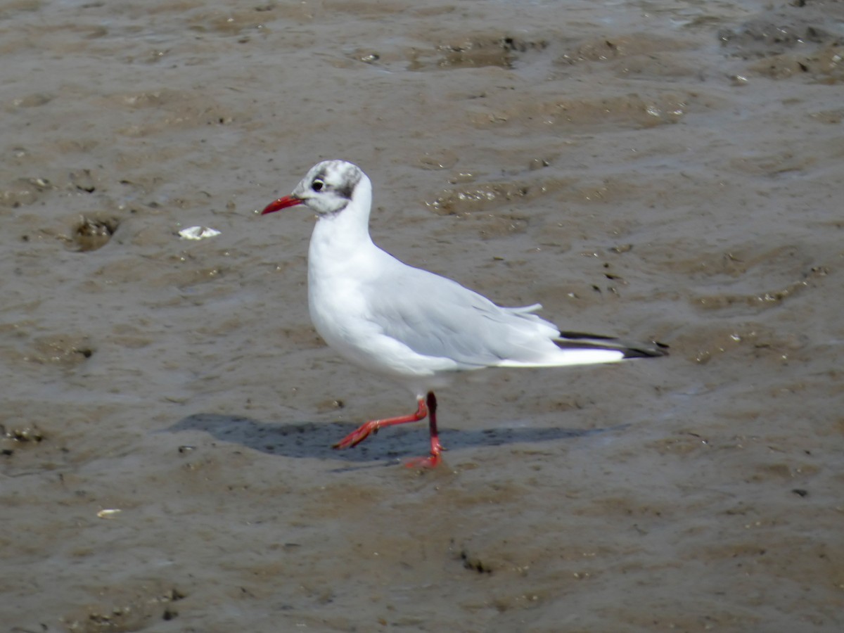 Black-headed Gull - ML622124952