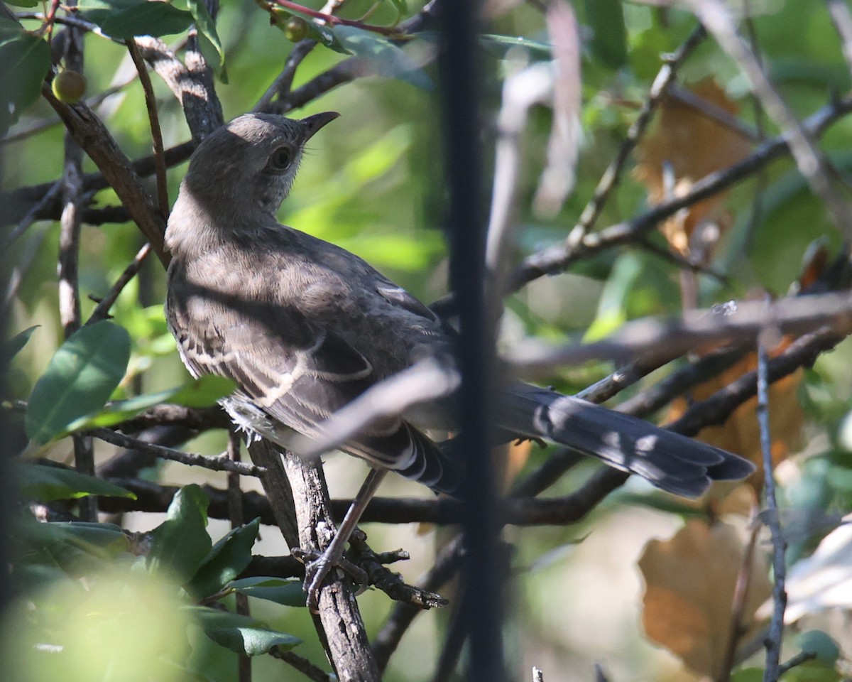 Northern Mockingbird - ML622124953