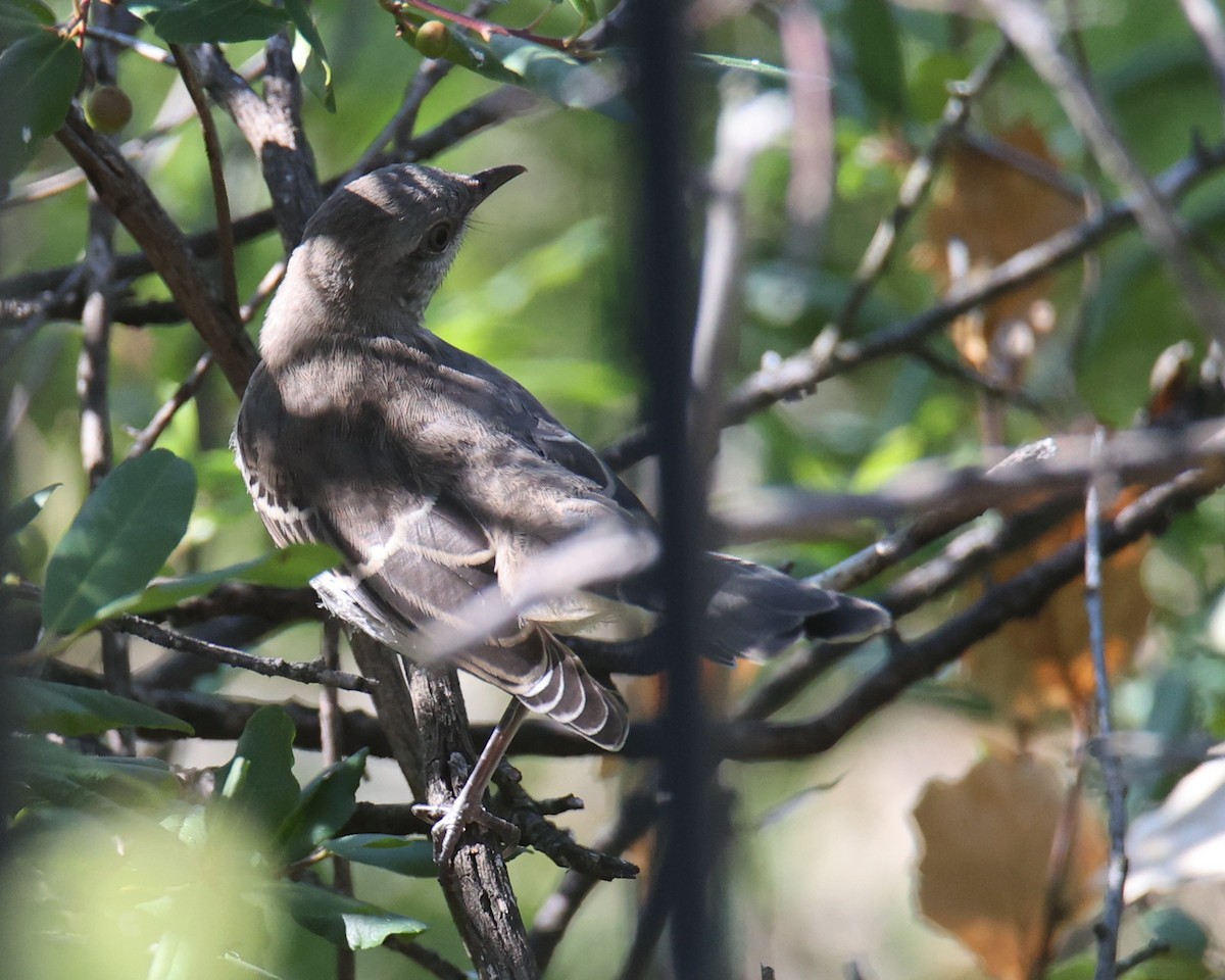 Northern Mockingbird - ML622124954