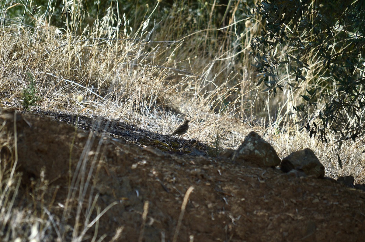 Crested Lark - ML622124955