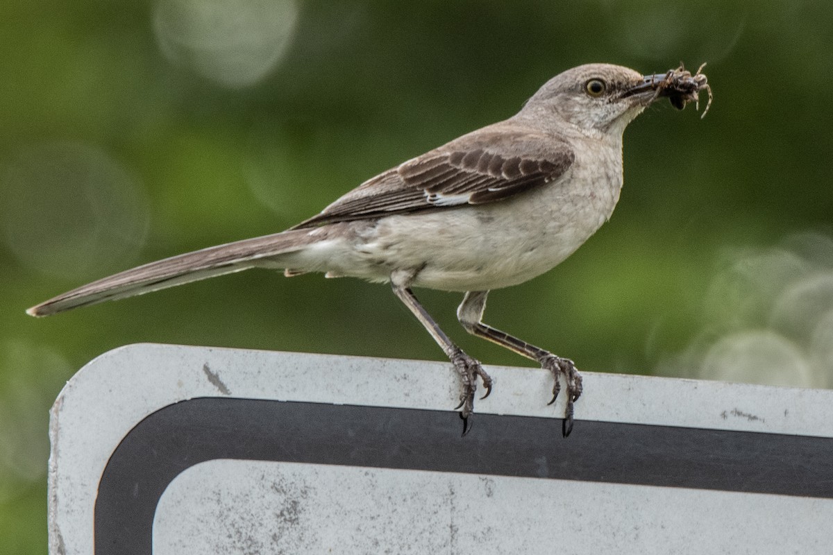 Northern Mockingbird - ML622124956