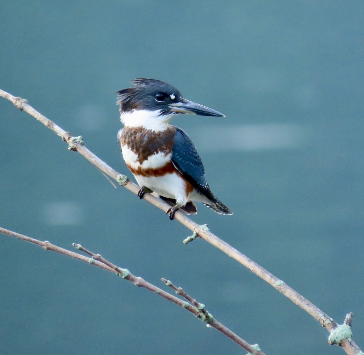 Belted Kingfisher - ML622124960