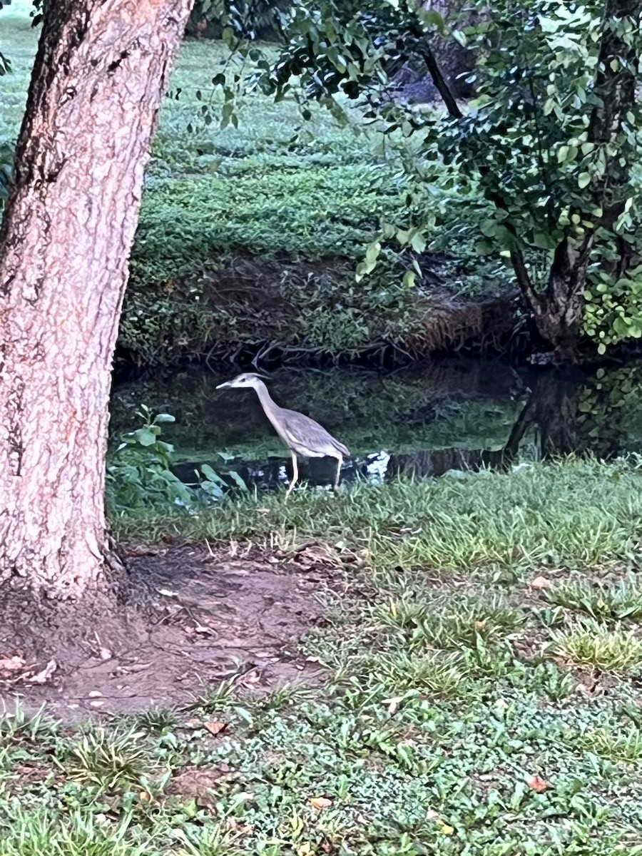 Yellow-crowned Night Heron - ML622124962