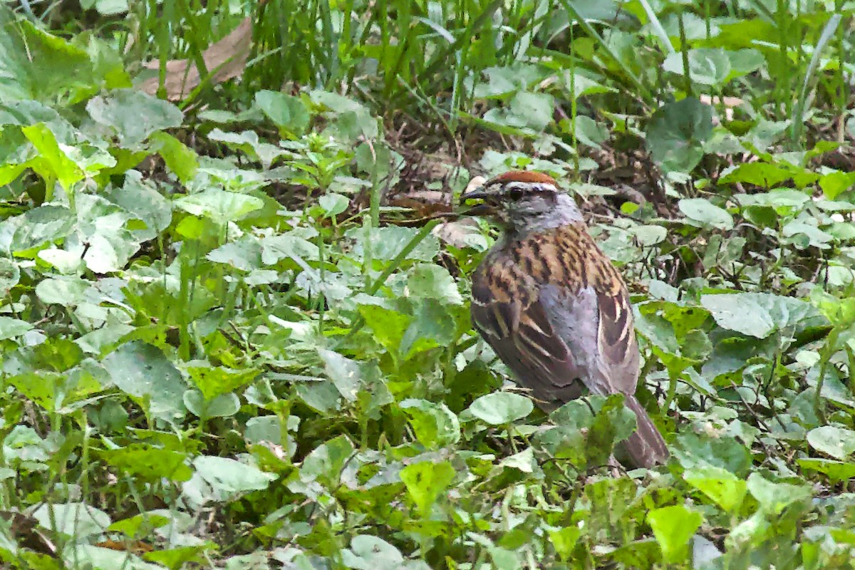 Chipping Sparrow - ML622124963