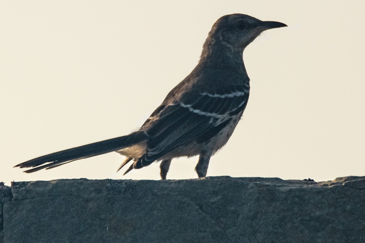 Northern Mockingbird - Dale Bargmann