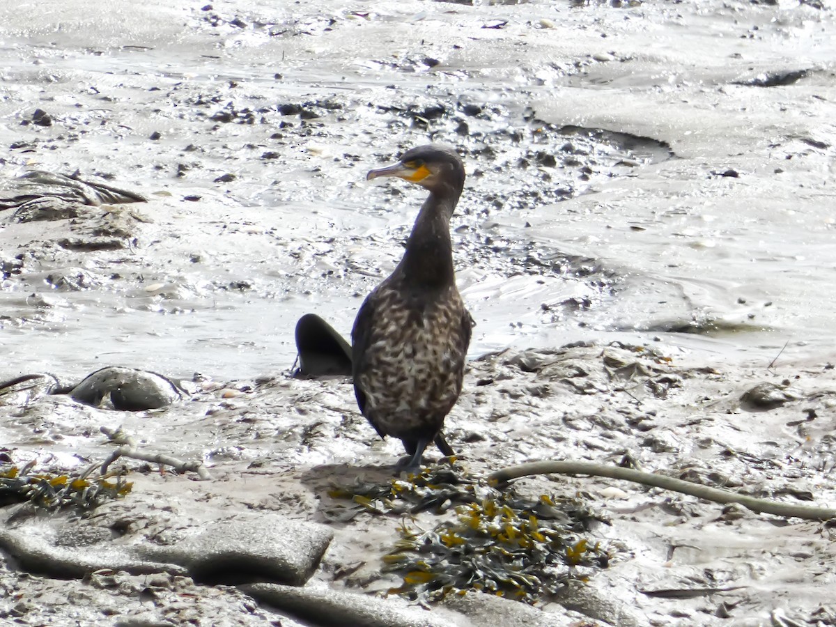 Great Cormorant - ML622124966