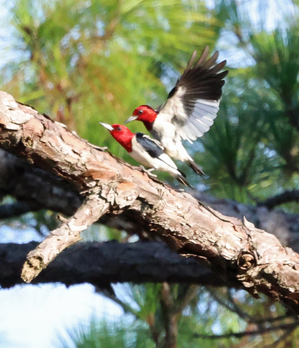 Red-headed Woodpecker - ML622124967