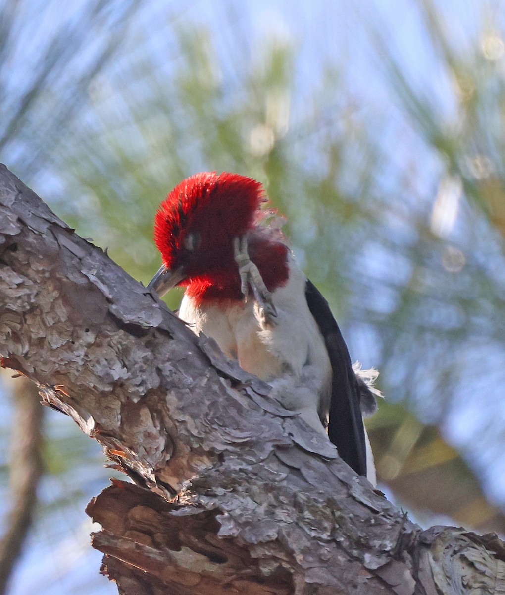 Red-headed Woodpecker - ML622124968