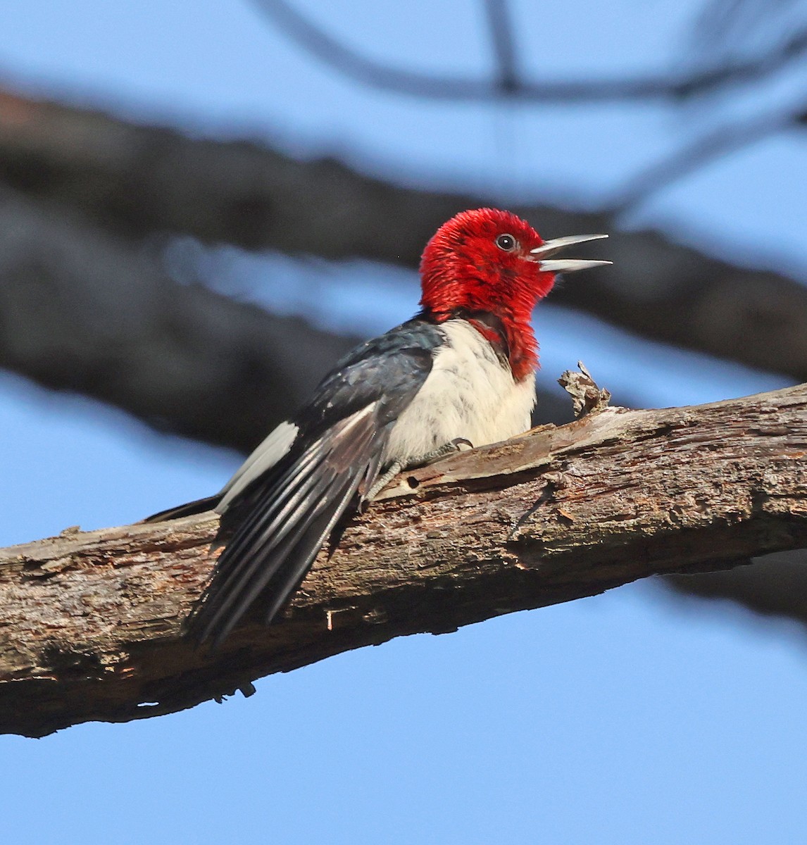 Red-headed Woodpecker - ML622124969