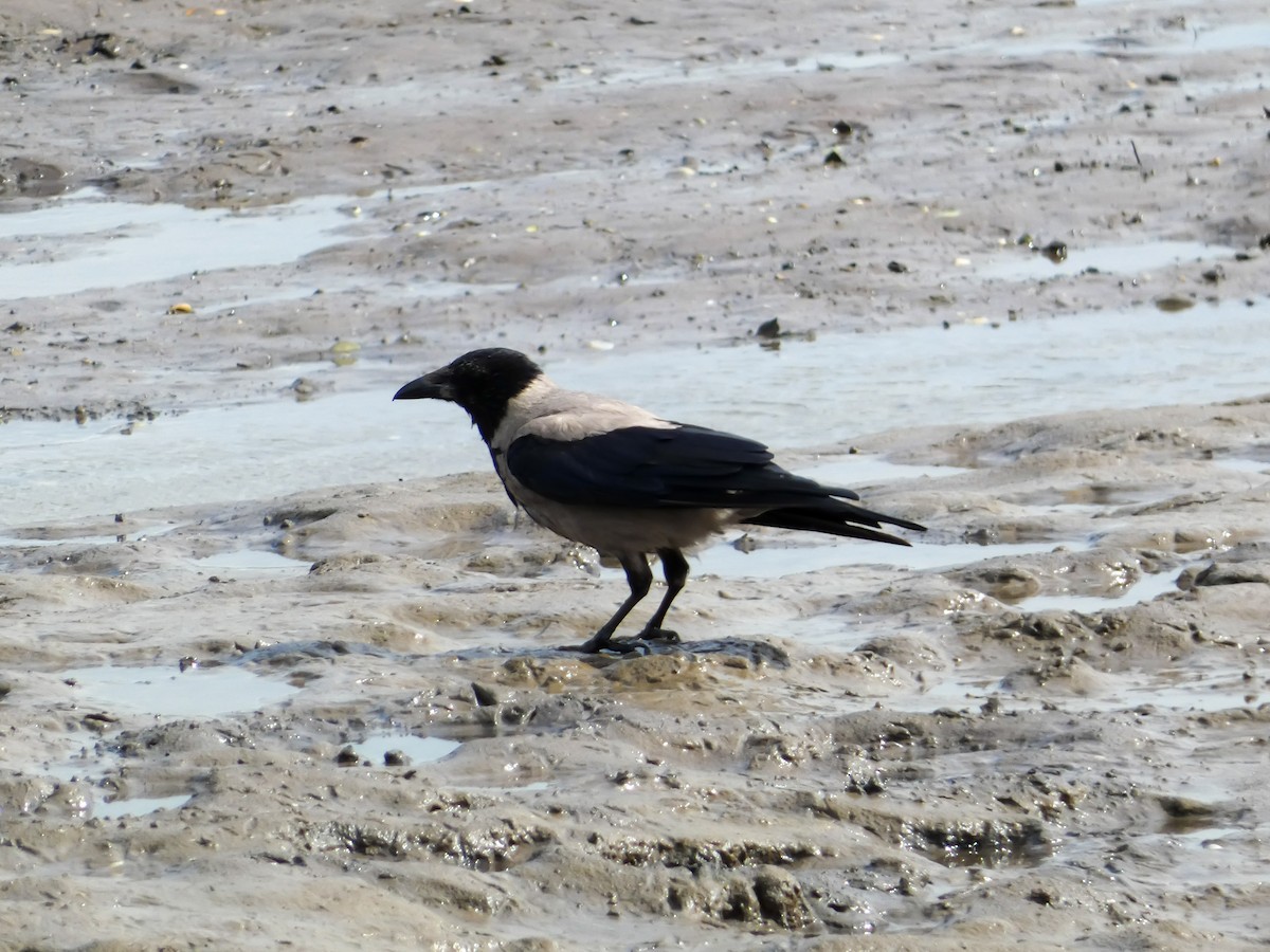 Hooded Crow - ML622124970