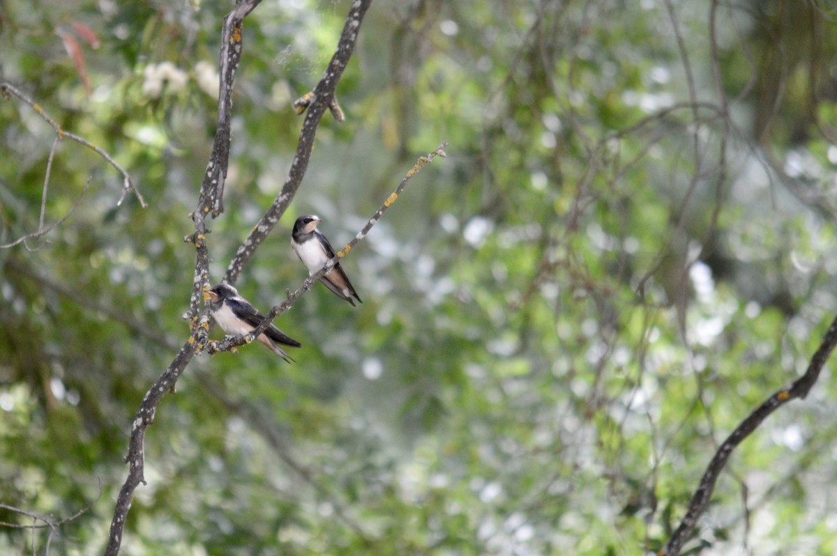 Barn Swallow - ML622124971