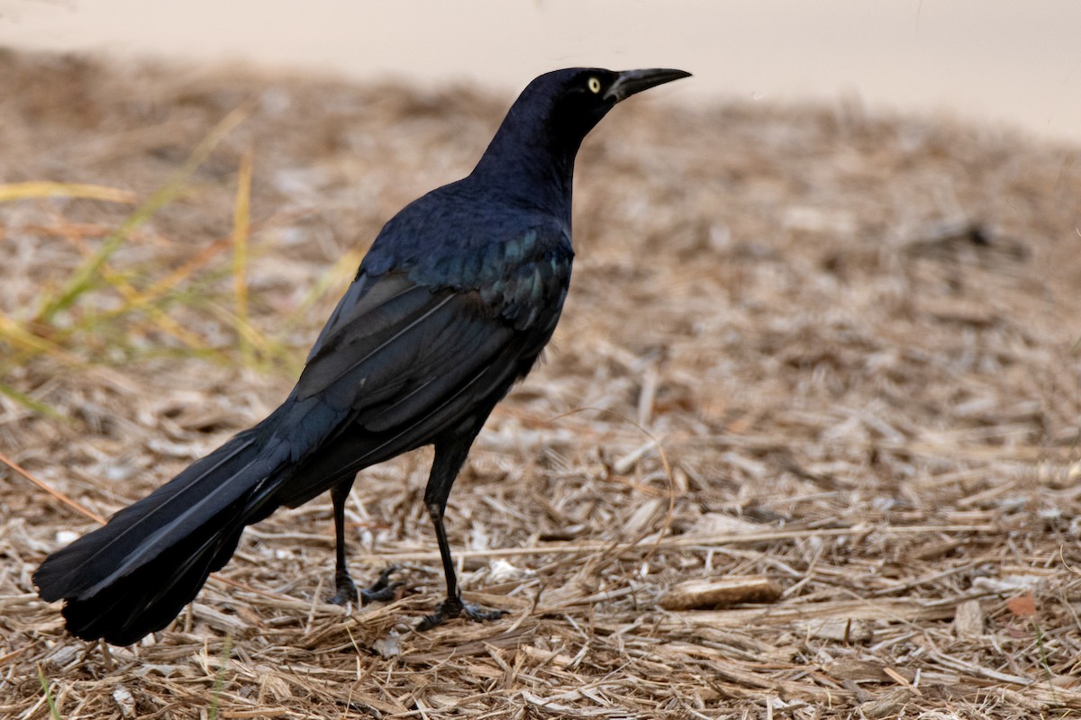 Great-tailed Grackle - ML622124972