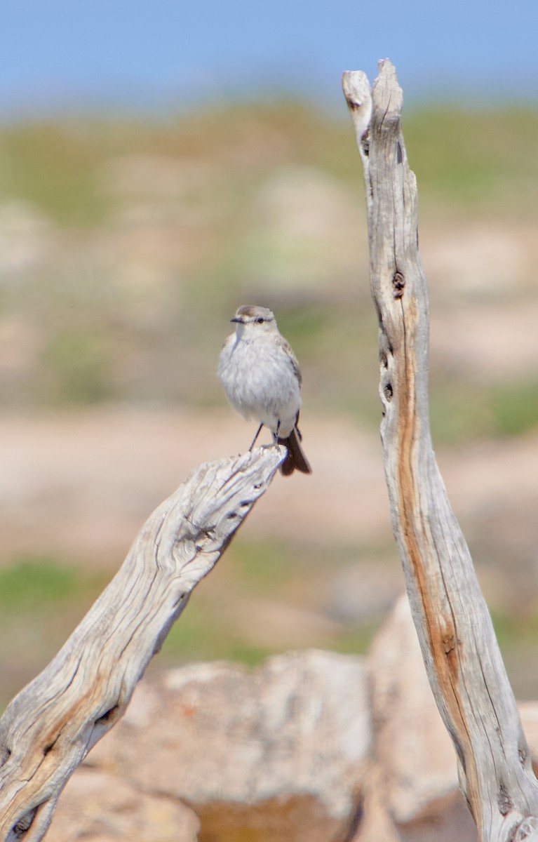 Black-fronted Ground-Tyrant - ML622124980