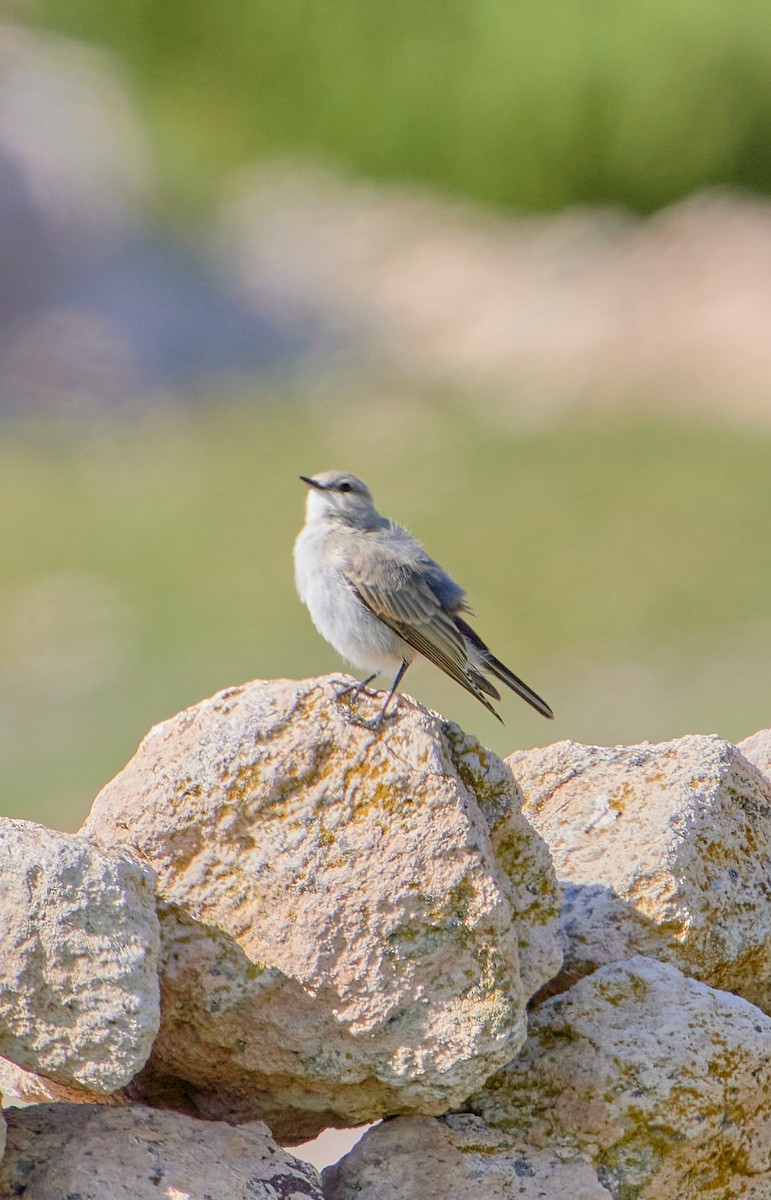 Black-fronted Ground-Tyrant - ML622124981