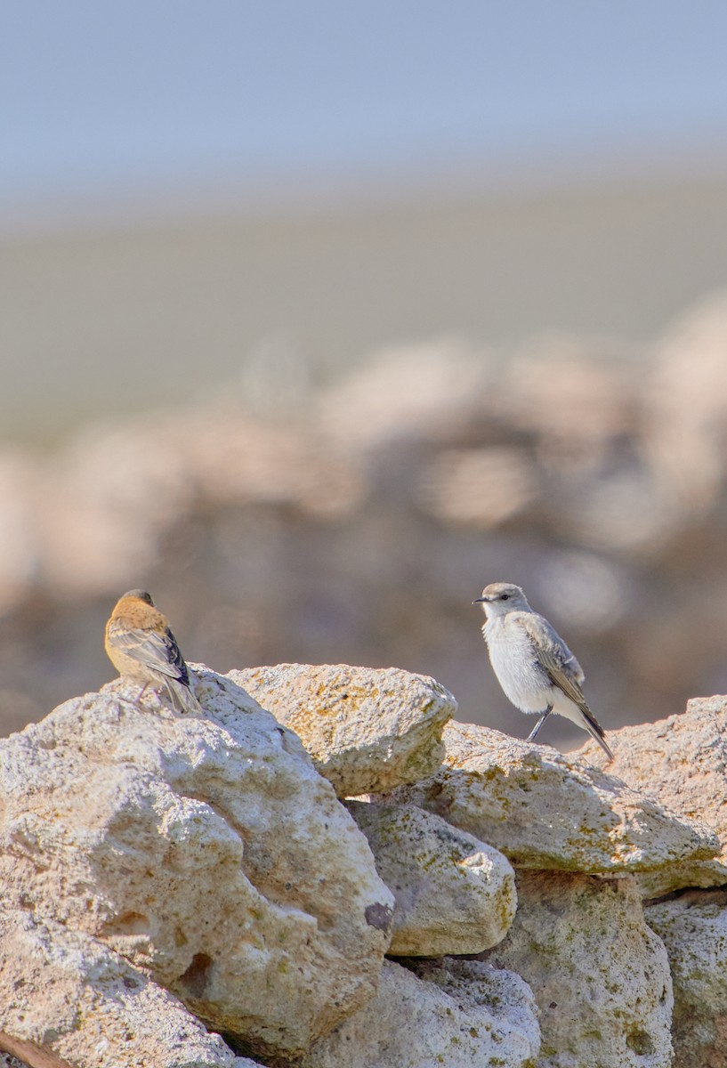 Black-fronted Ground-Tyrant - Angélica  Abarca