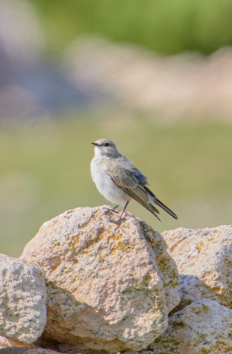 Black-fronted Ground-Tyrant - Angélica  Abarca