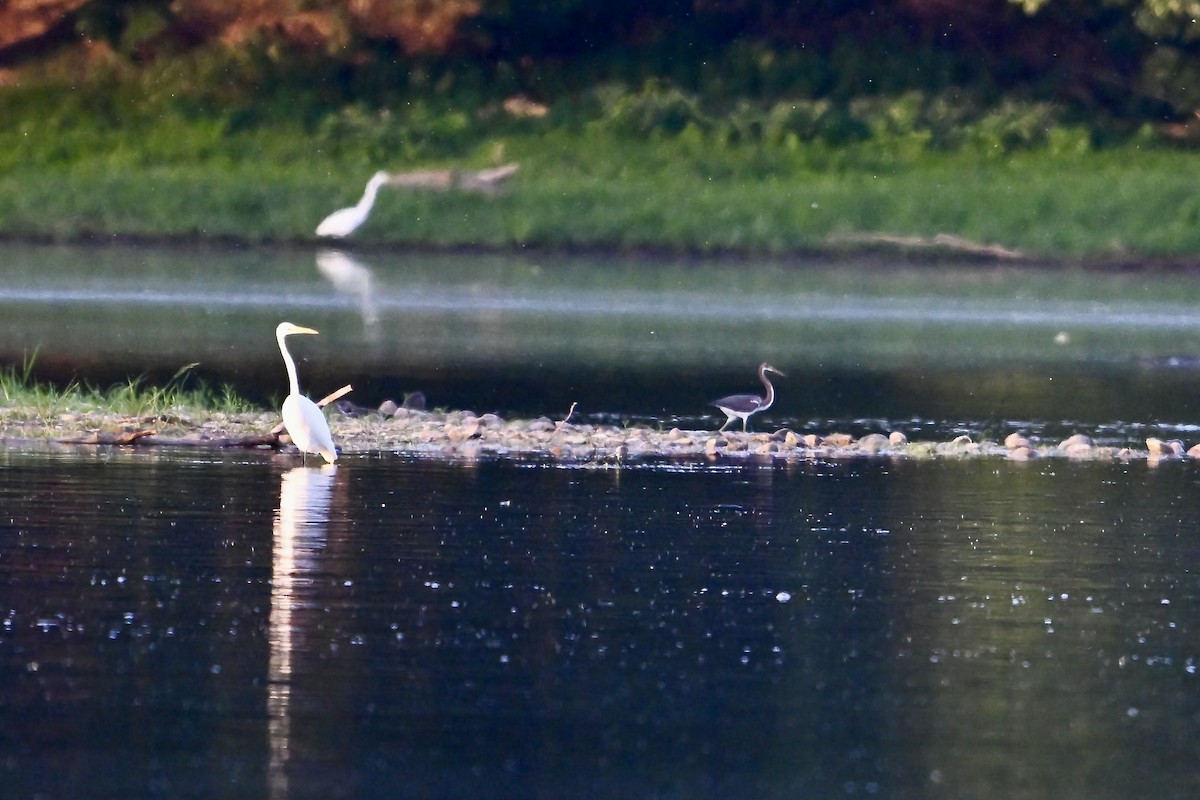 Tricolored Heron - ML622125002