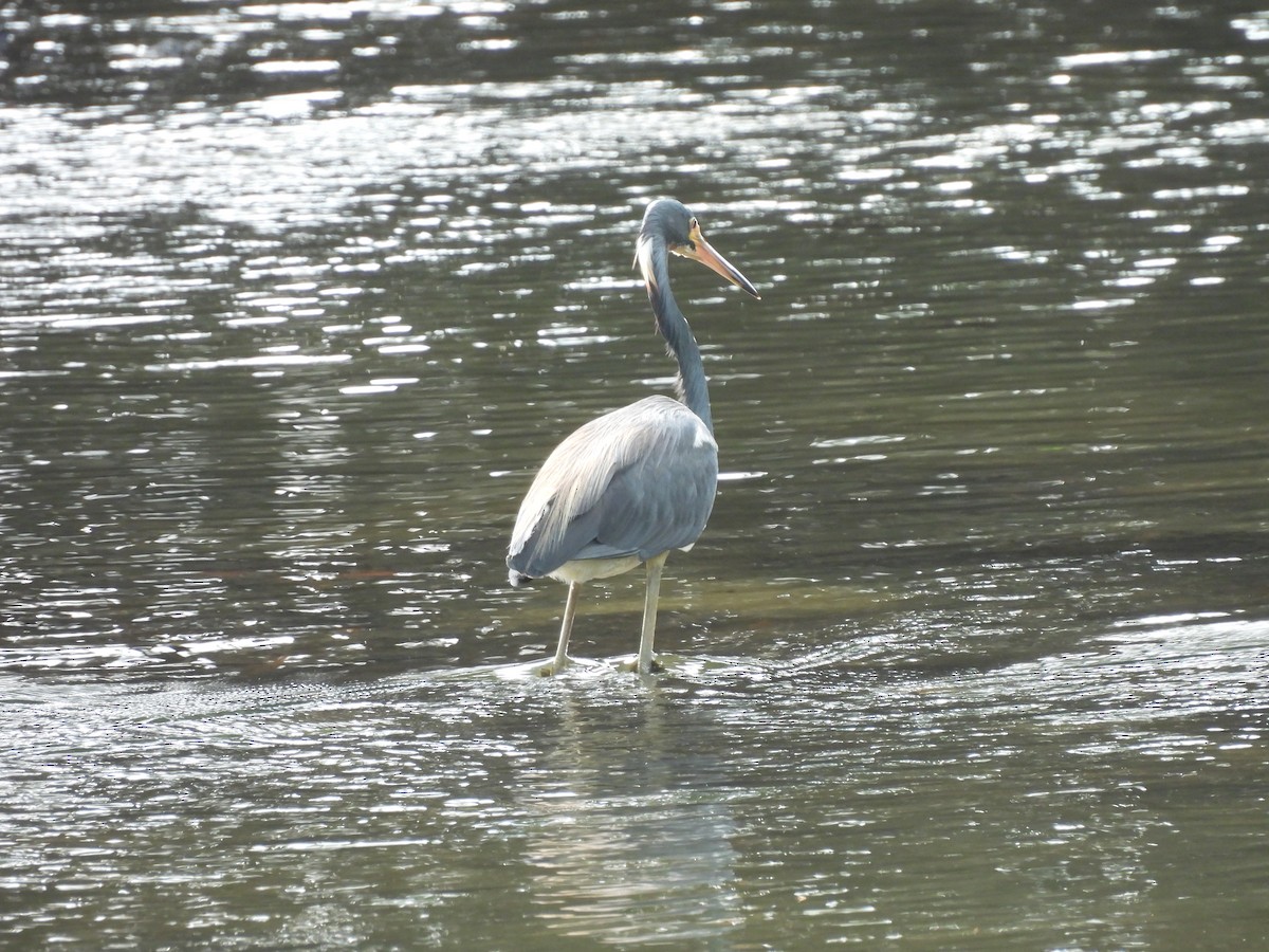 Tricolored Heron - ML622125005