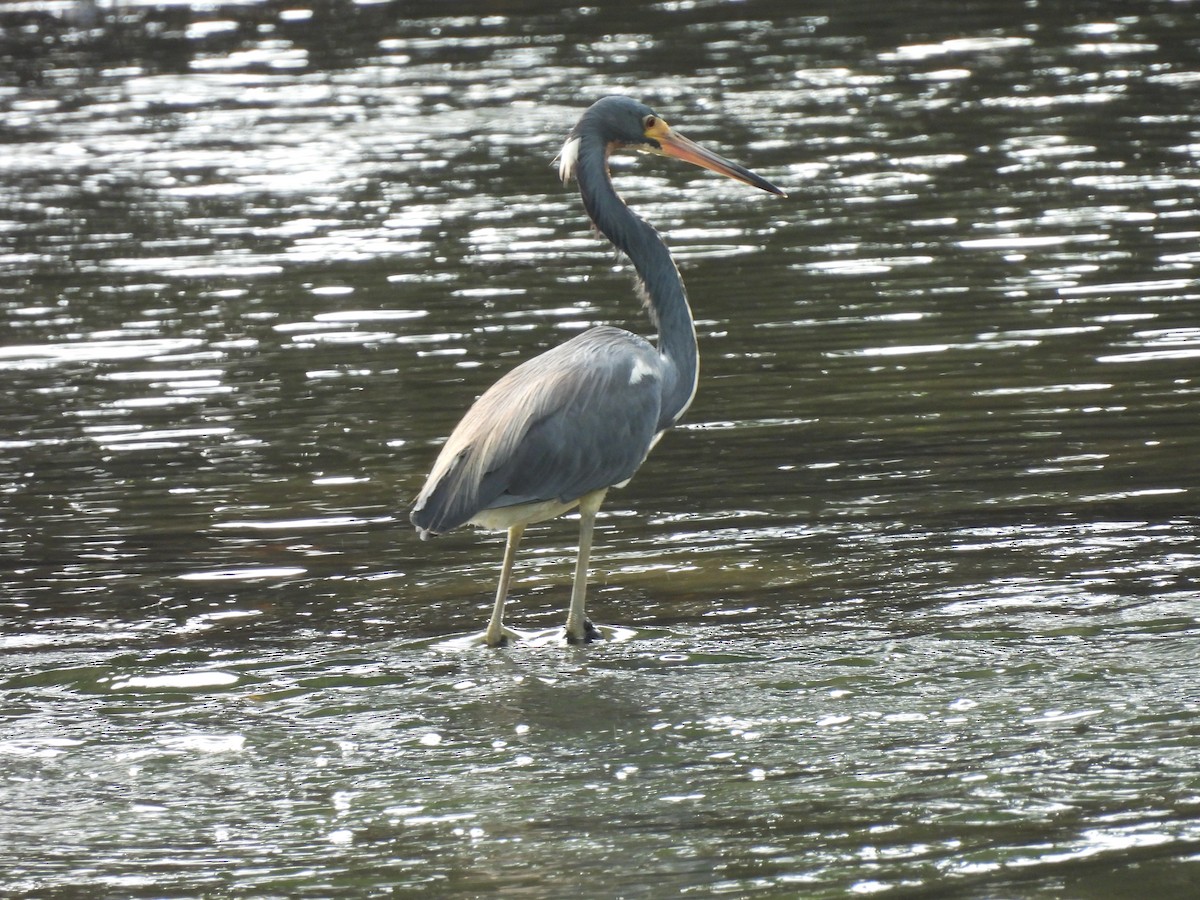 Tricolored Heron - ML622125007