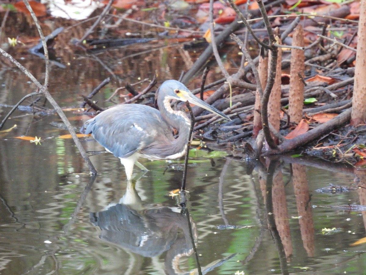 Tricolored Heron - Leandro Niebles Puello