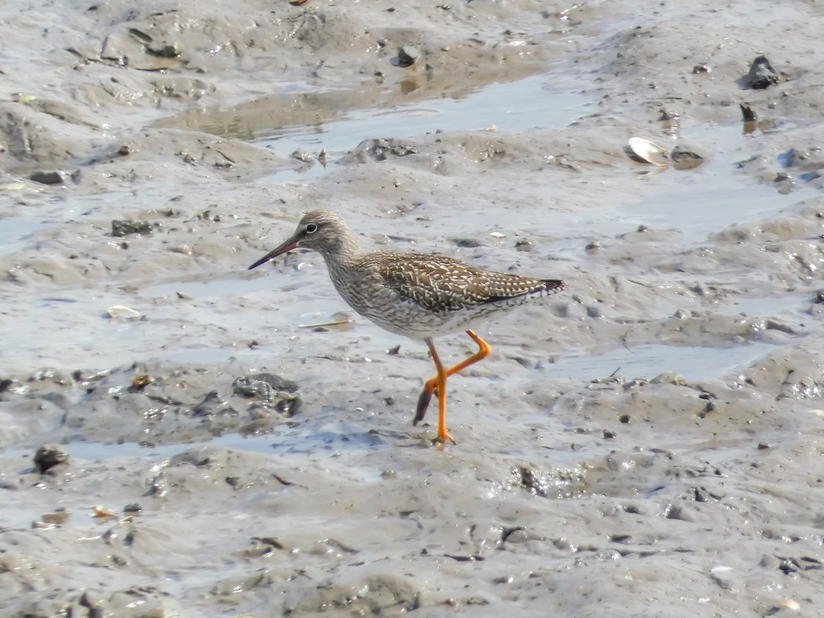 Common Redshank - ML622125015