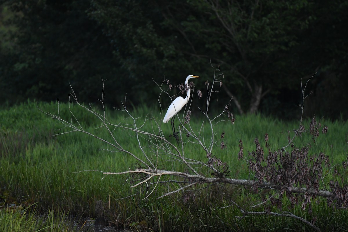 Great Egret - ML622125017