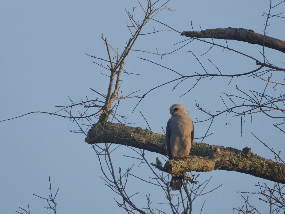 Mississippi Kite - ML622125018