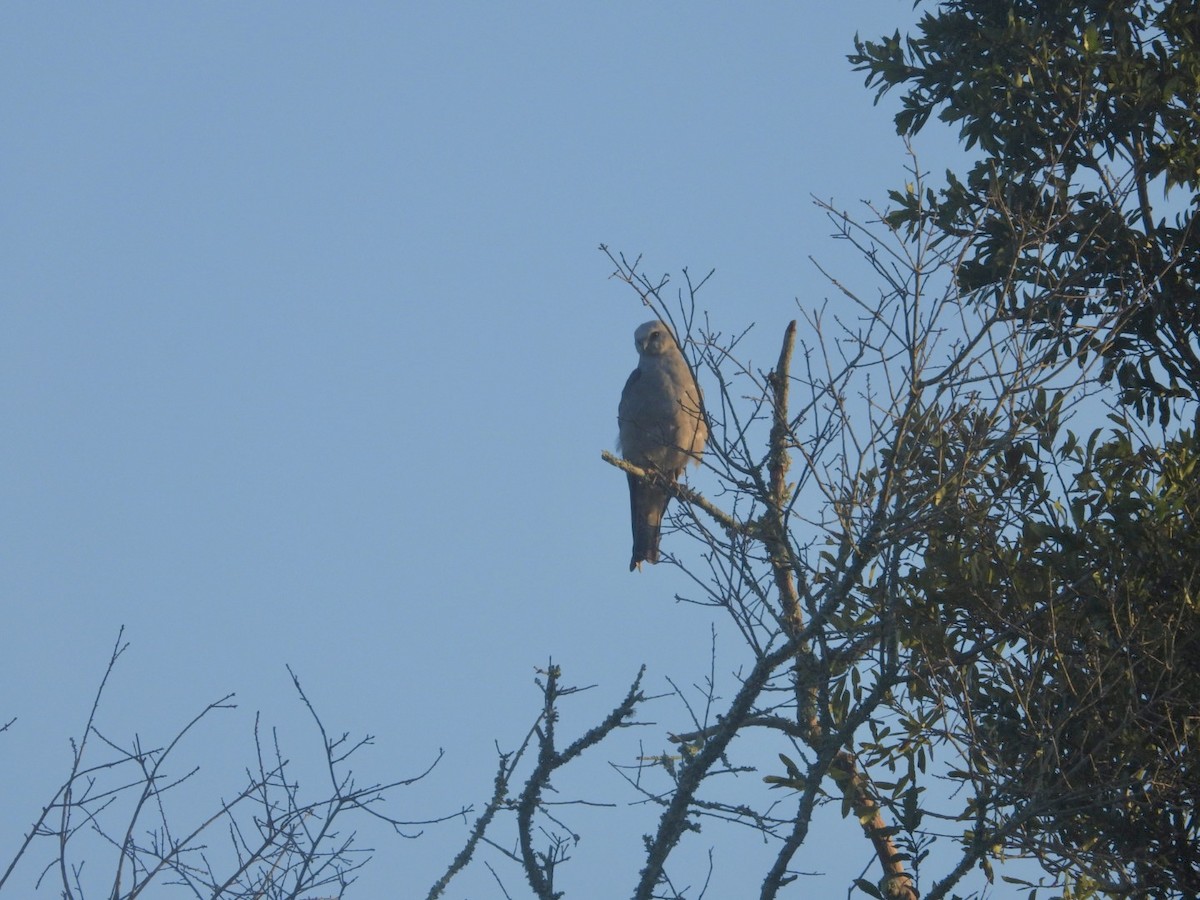 Mississippi Kite - ML622125019