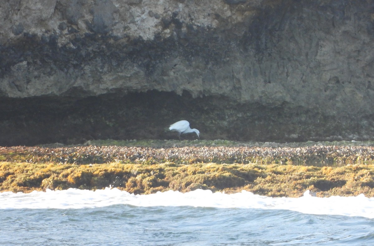 Snowy Egret - ML622125023