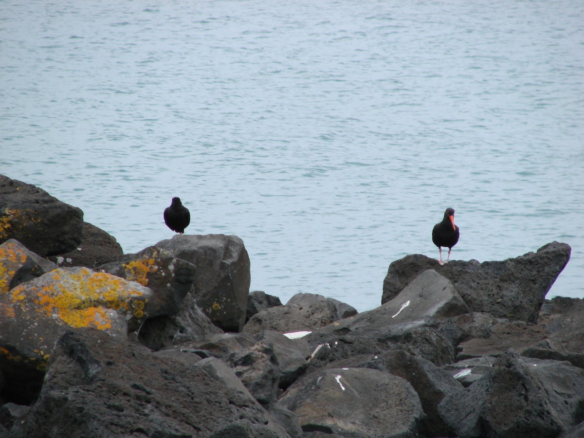 Variable Oystercatcher - ML622125025