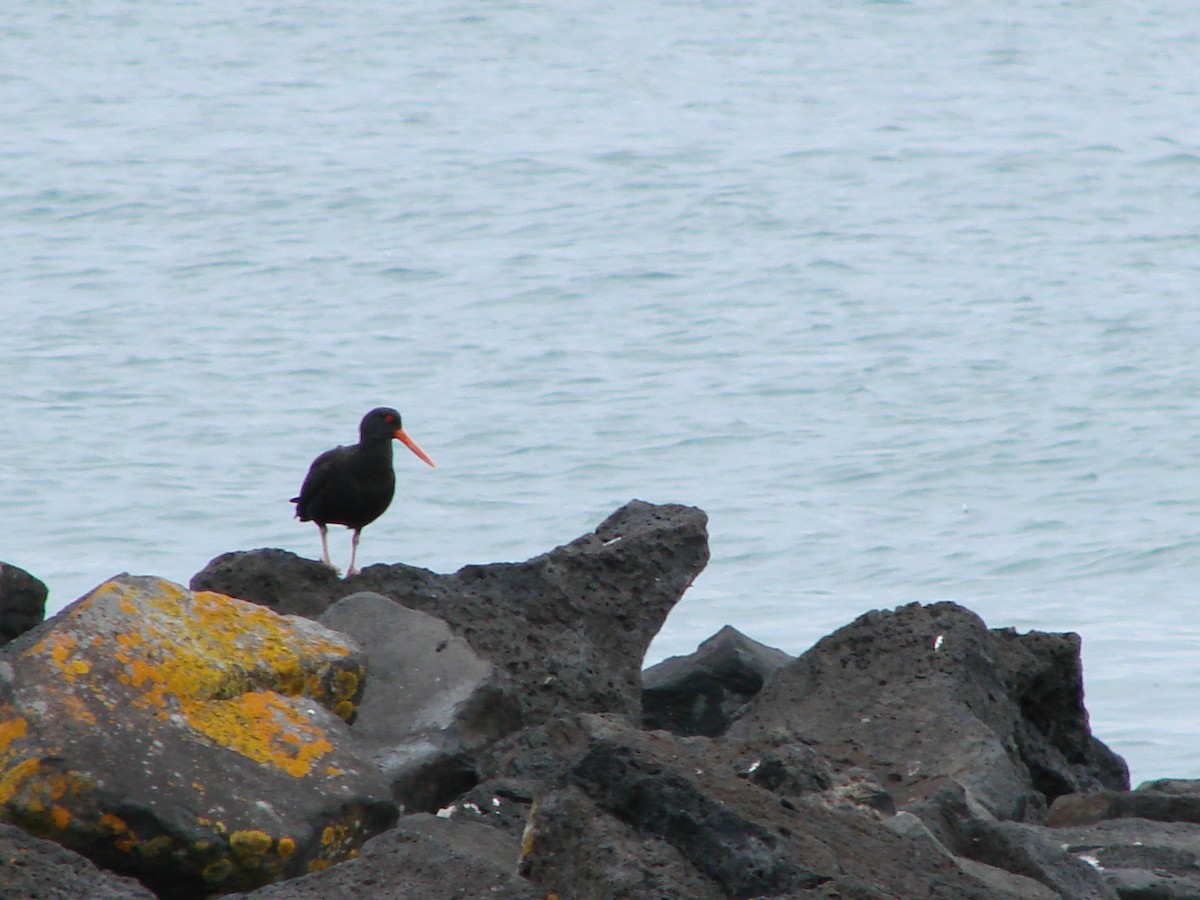 Variable Oystercatcher - ML622125026