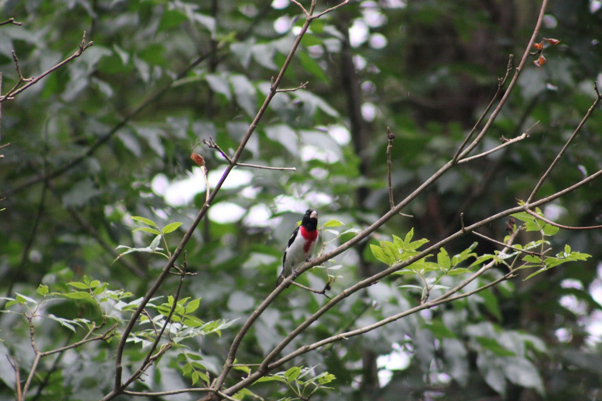 Rose-breasted Grosbeak - ML622125028