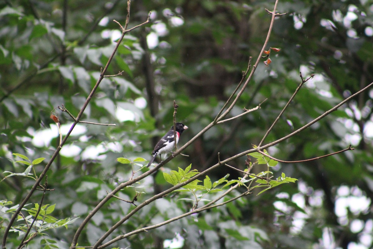 Rose-breasted Grosbeak - Justin Leahy