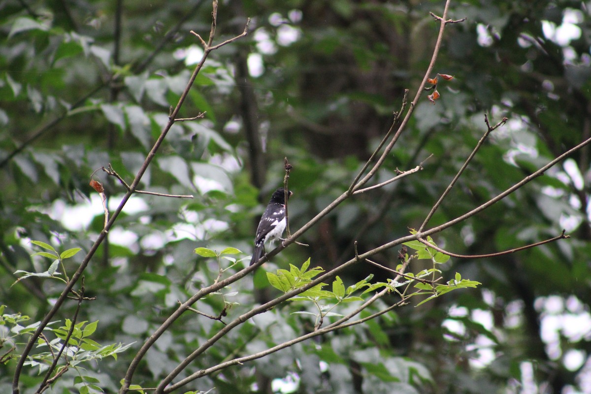 Rose-breasted Grosbeak - ML622125030