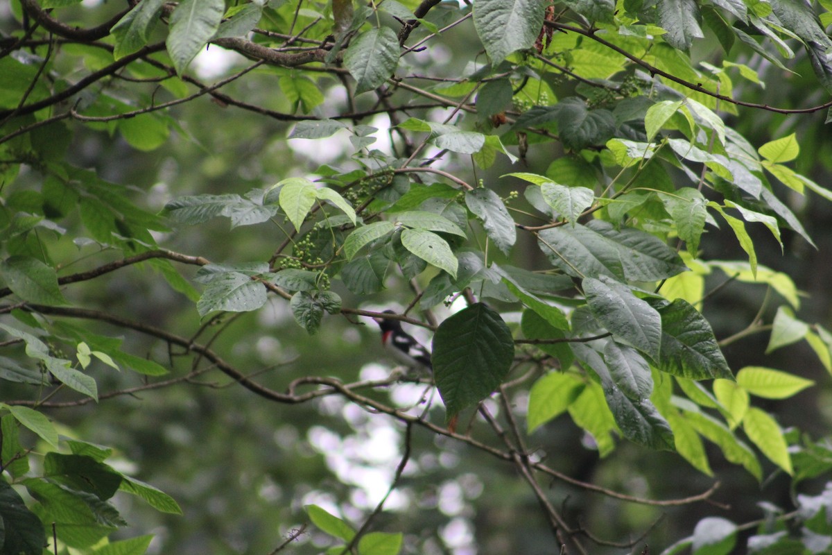 Rose-breasted Grosbeak - ML622125031