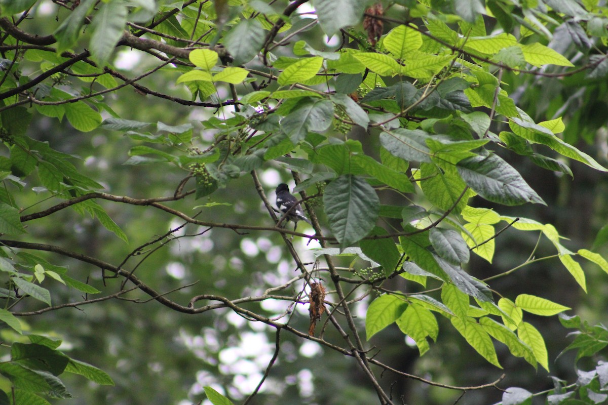 Rose-breasted Grosbeak - ML622125032