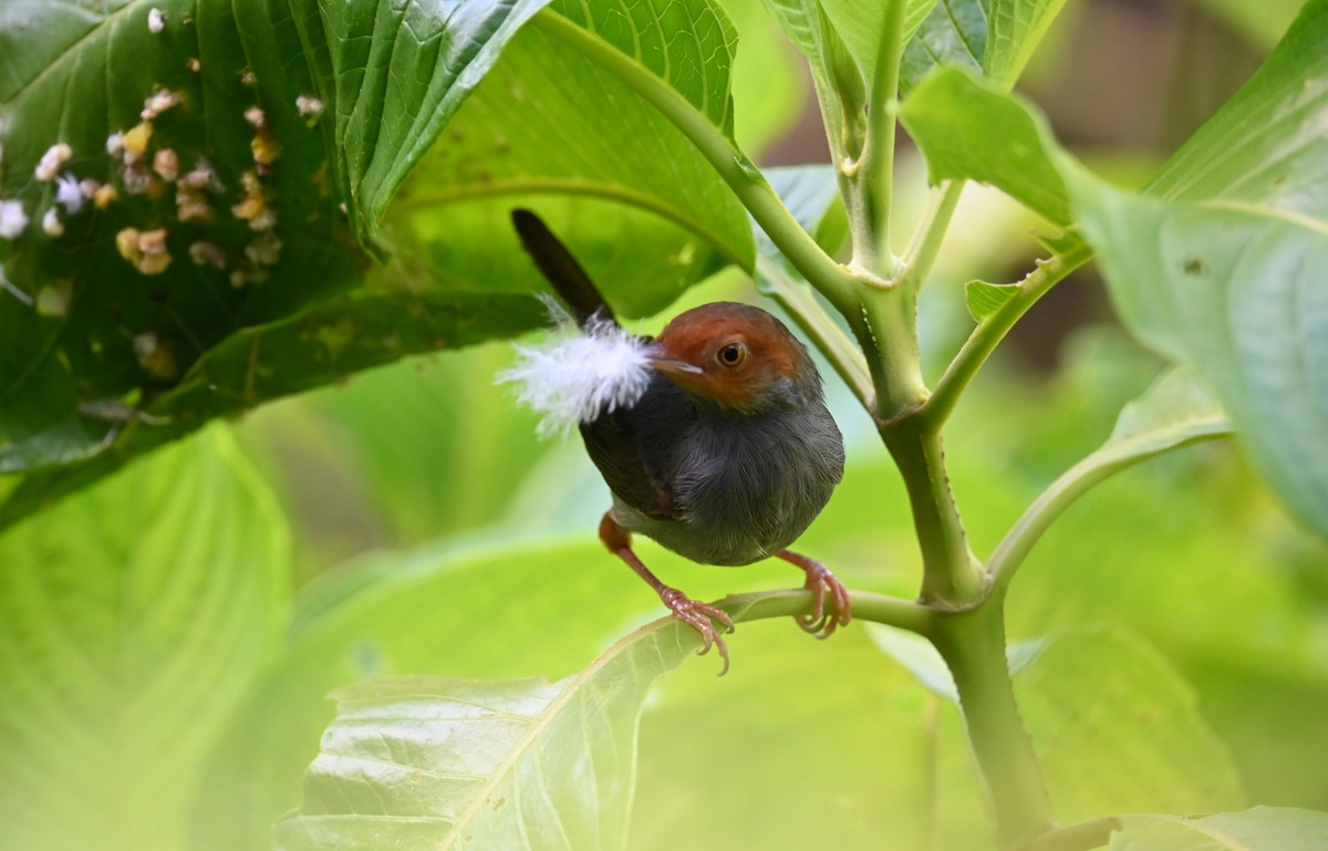 Ashy Tailorbird - ML622125033