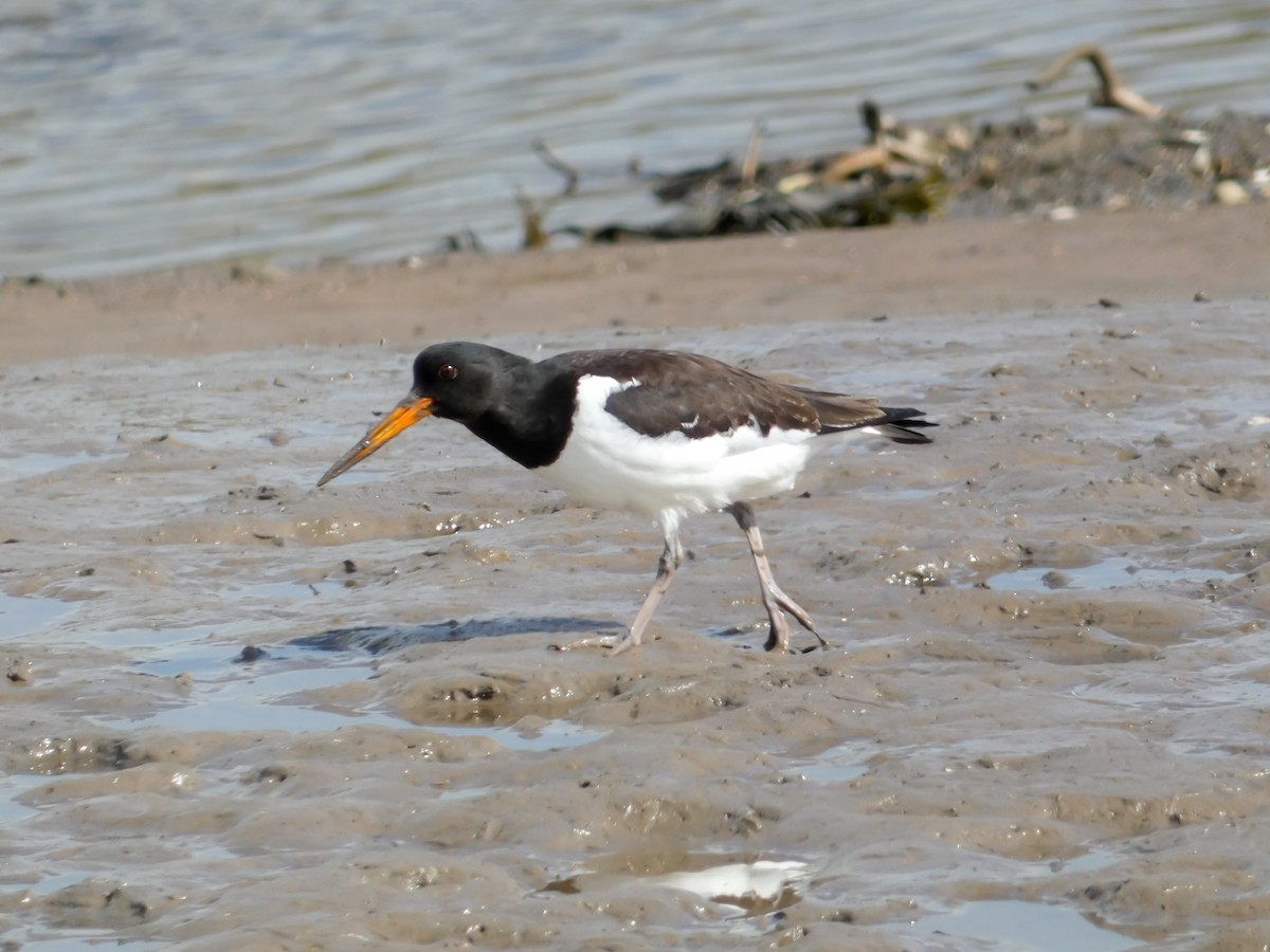 Eurasian Oystercatcher - Elliot Maher