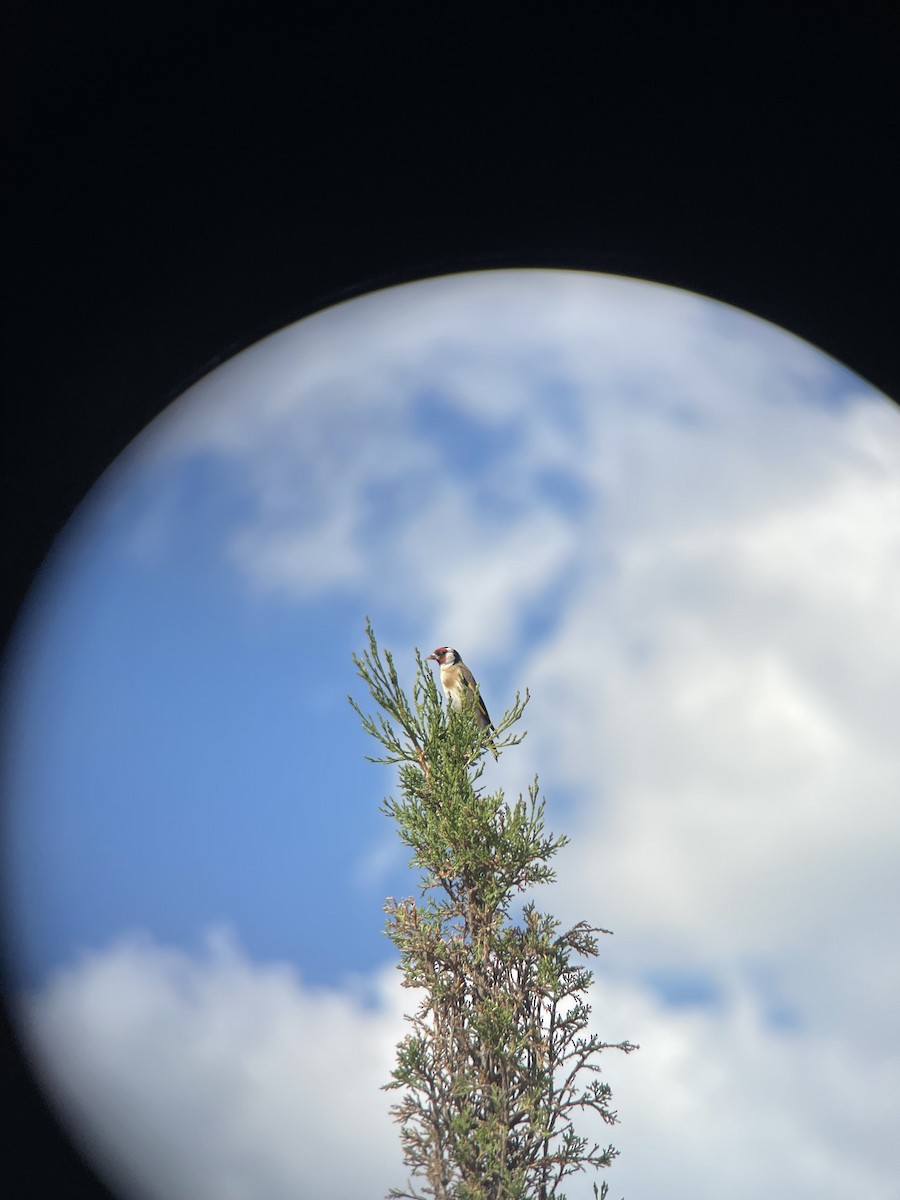 European Goldfinch - ML622125035