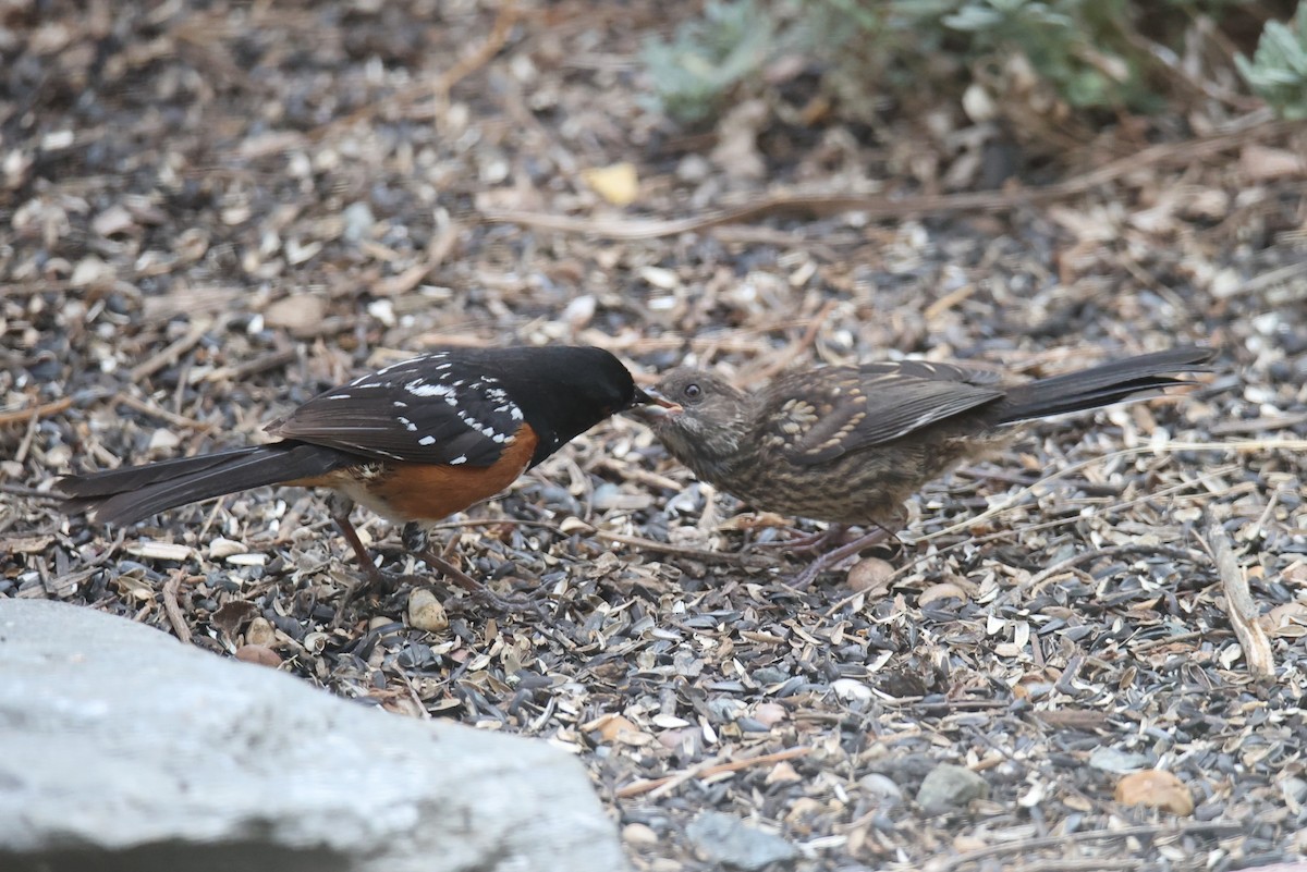 Spotted Towhee - ML622125036