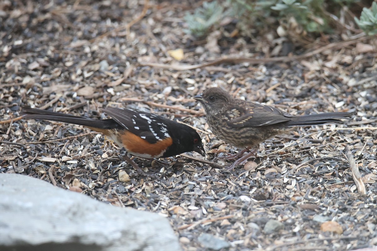 Spotted Towhee - ML622125037