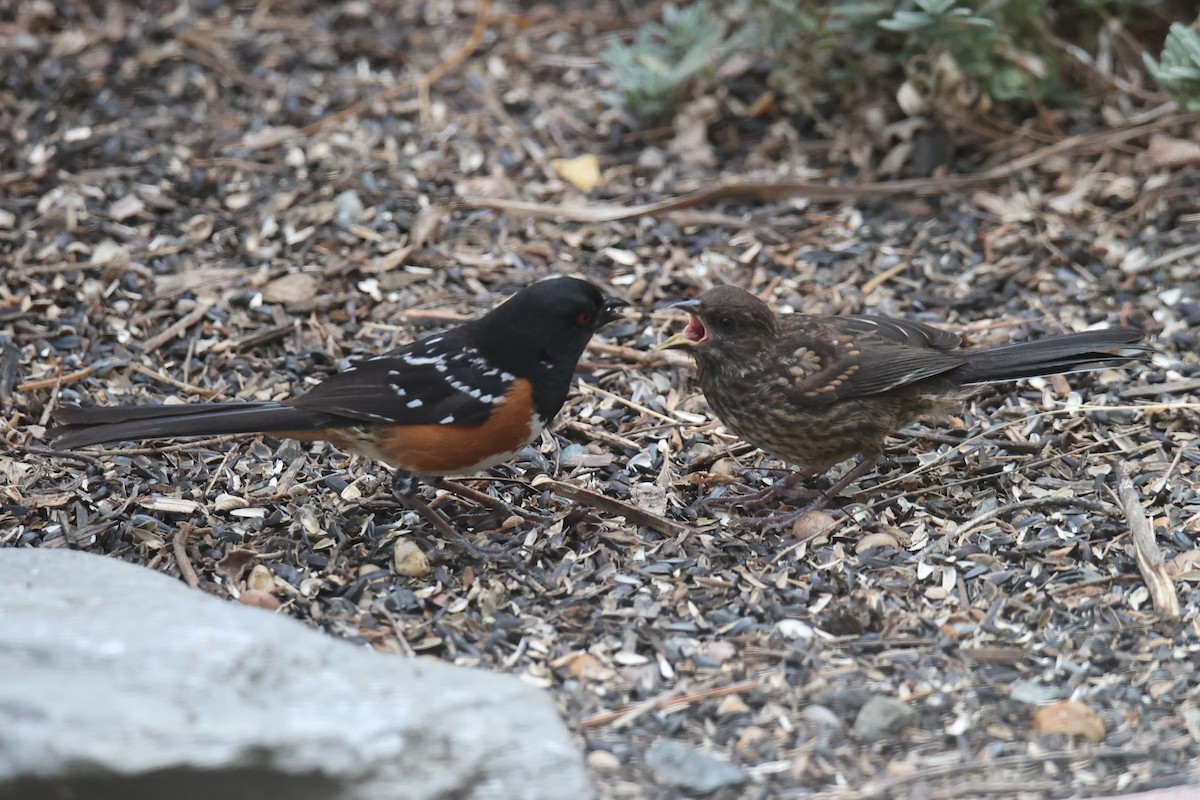 Spotted Towhee - ML622125038