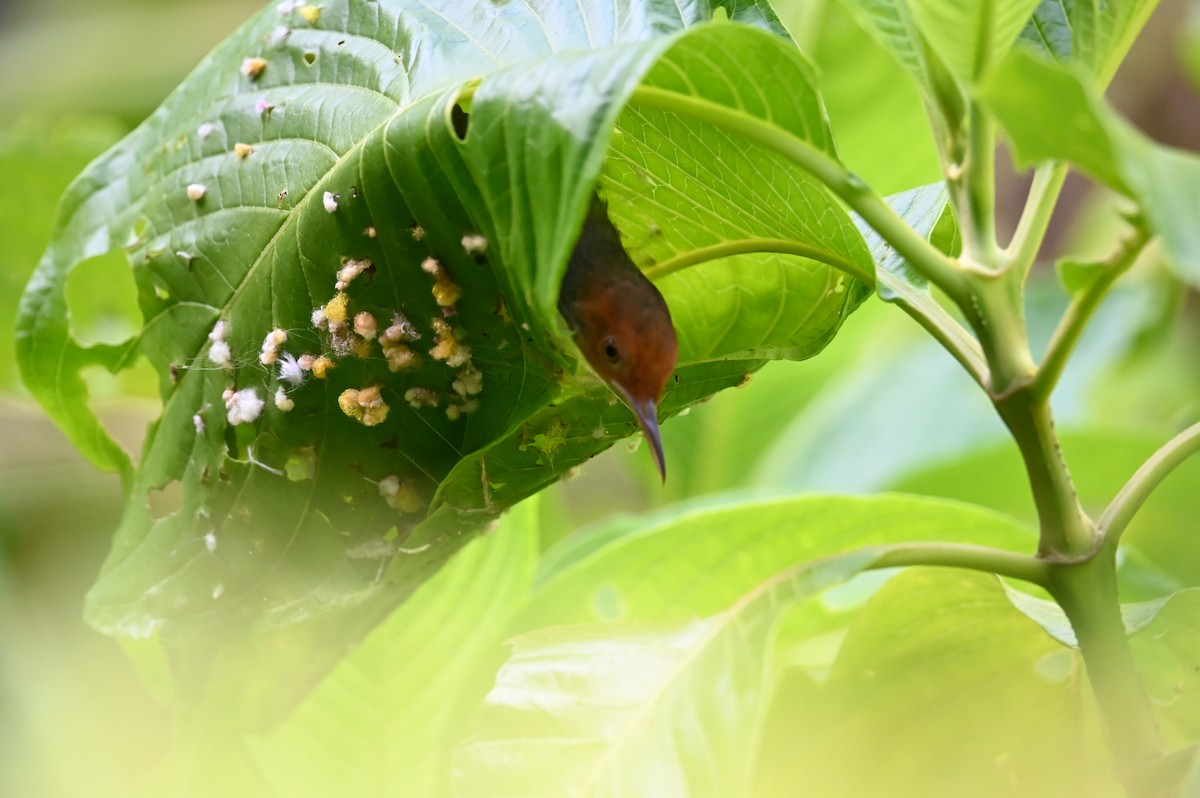 Ashy Tailorbird - ML622125039